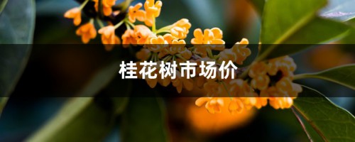 桂花树市场价，桂花树图片