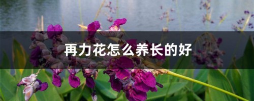 再力花怎么养长的好