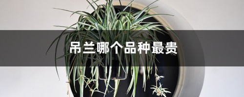 吊兰哪个品种最贵