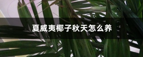 夏威夷椰子秋天怎么养