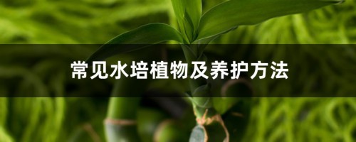 常见水培植物及养护方法