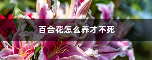 百合花怎么养才不死