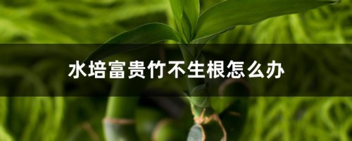 水培富贵竹不生根怎么办