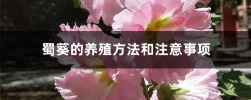 蜀葵的养殖方法和注意事项