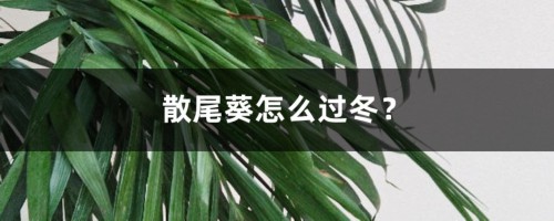 散尾葵怎么过冬？