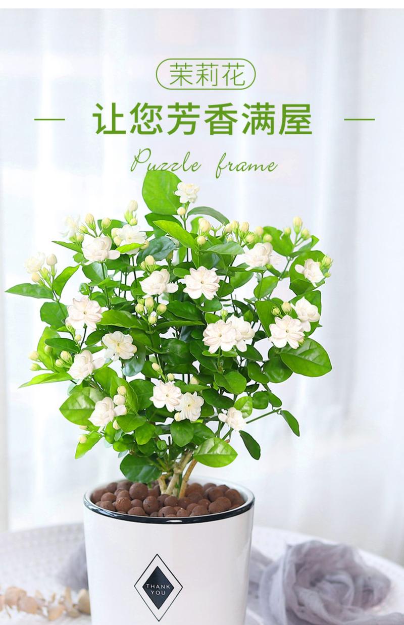 盆栽桂花